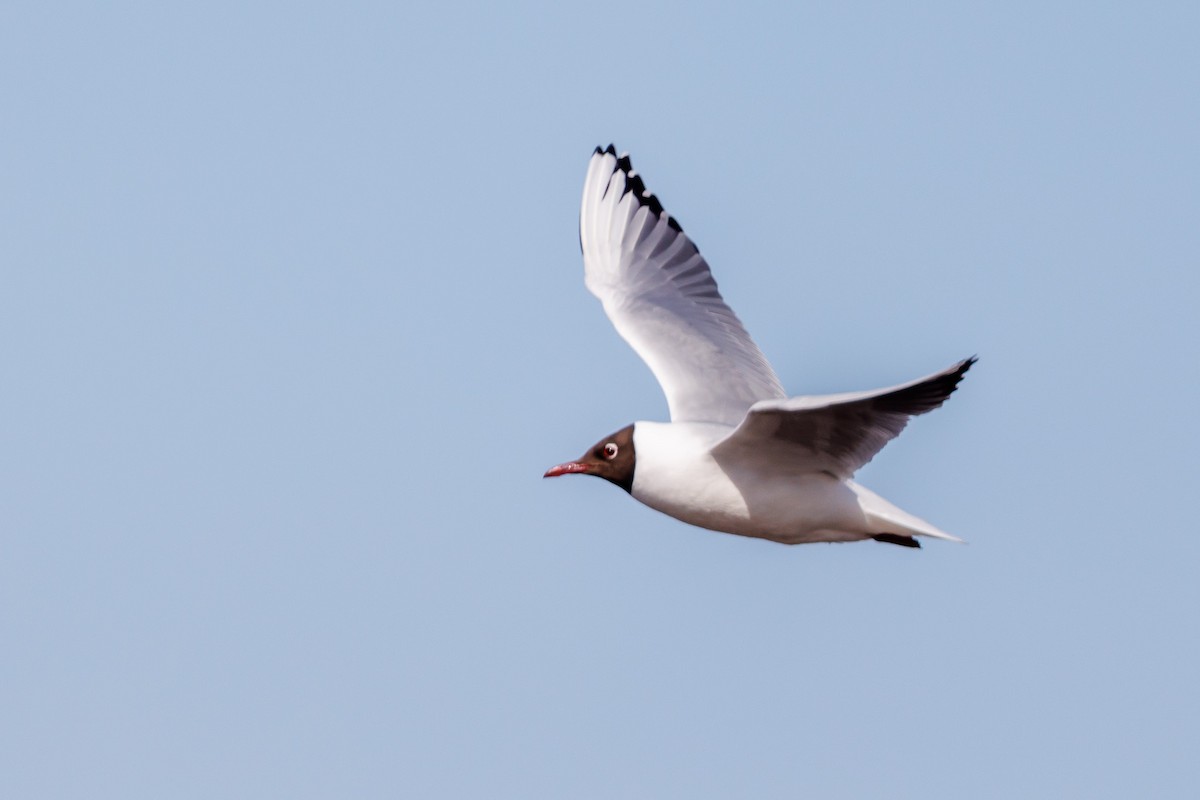 Black-headed Gull - Vitor Gonçalves