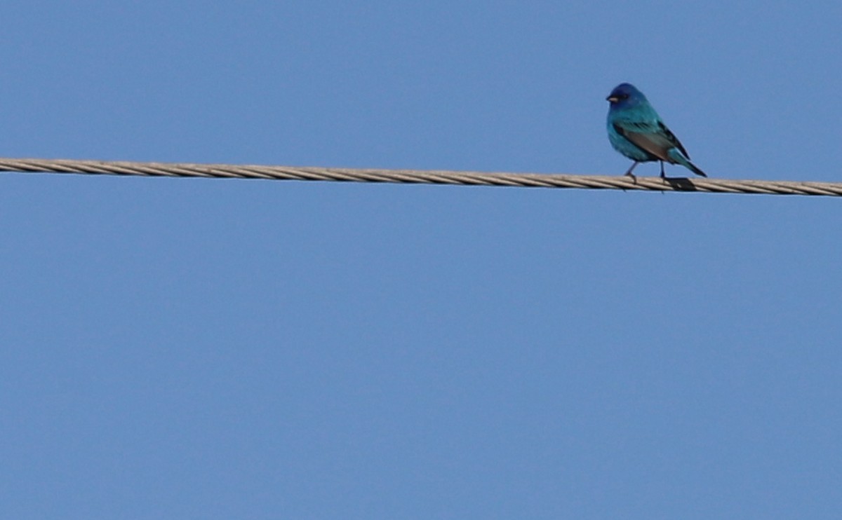 Indigo Bunting - Rob Bielawski