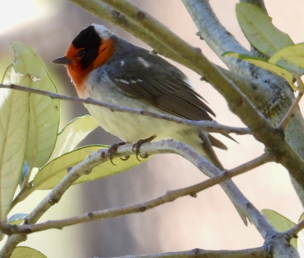 Red-faced Warbler - John Amoroso