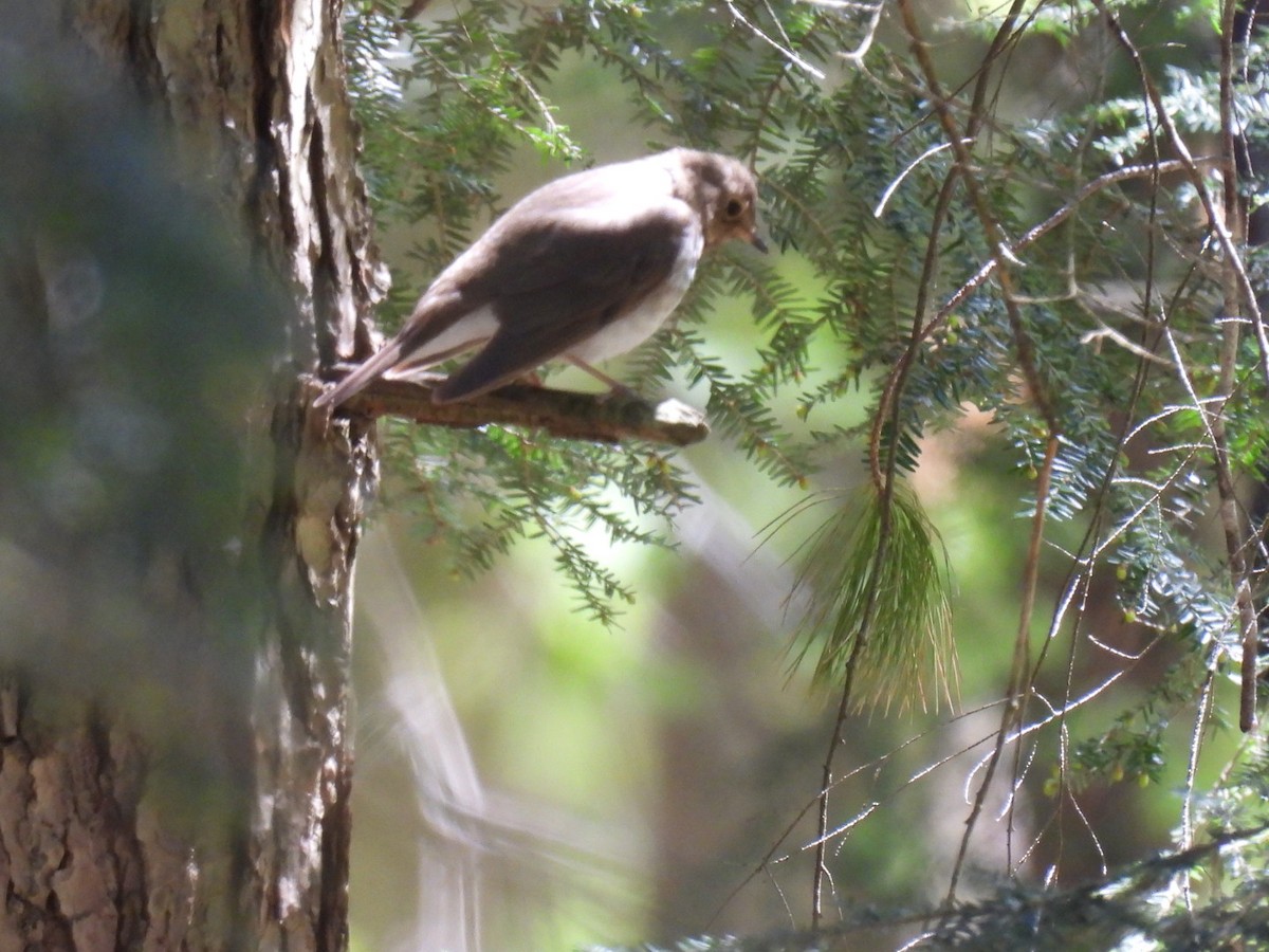 Swainson's Thrush - Vikki Jones