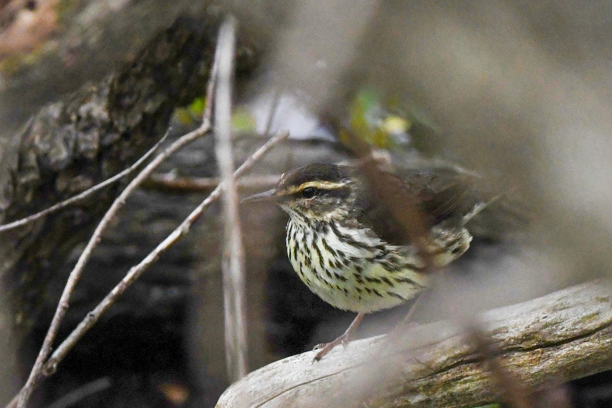 Northern Waterthrush - ML619046993