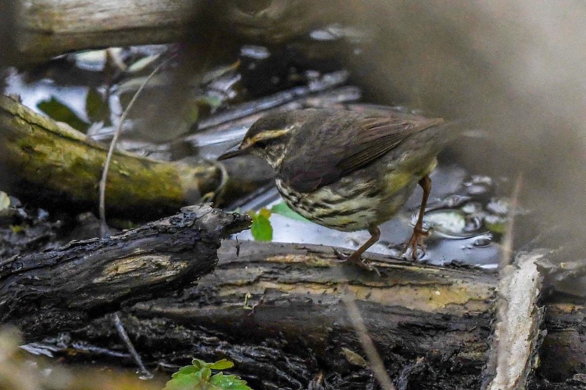 Northern Waterthrush - ML619046995