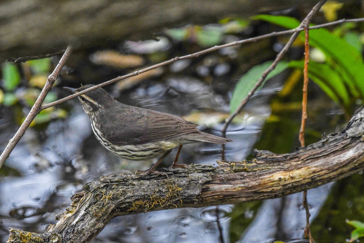 Northern Waterthrush - ML619046996