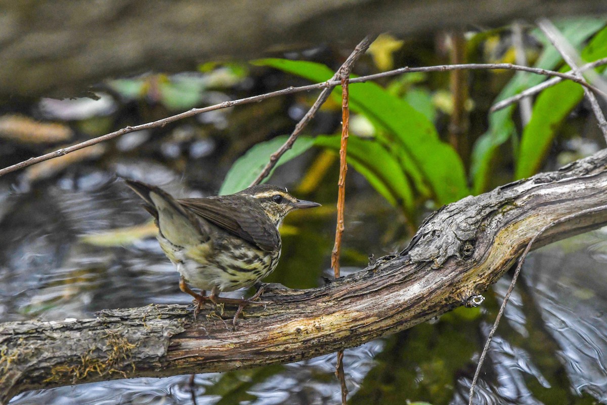 Northern Waterthrush - ML619046997