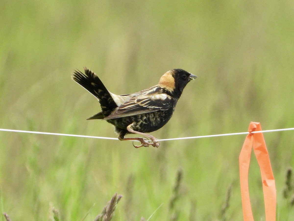 bobolink americký - ML619047035