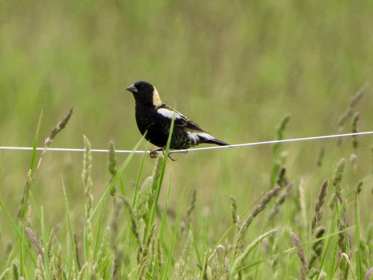 Bobolink - Julie Barton