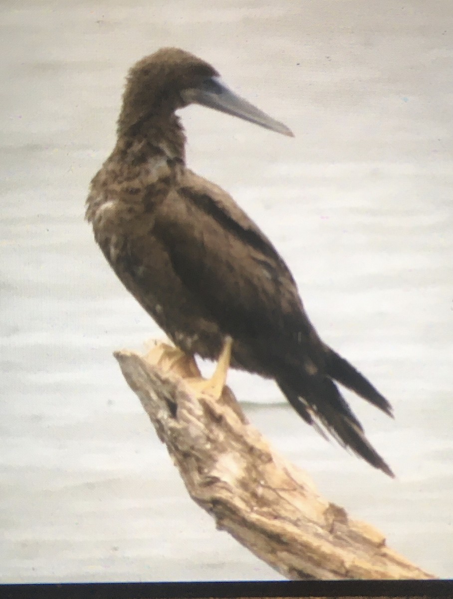 Brown Booby - ML619047043
