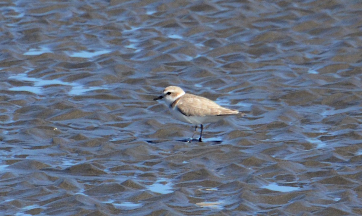 Snowy Plover - J. Micheal Patterson