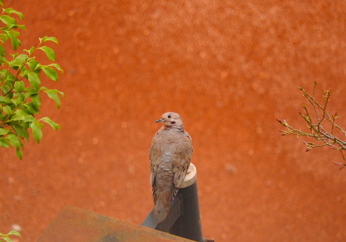 Ruddy Ground Dove - Roberto Rebeque Junior