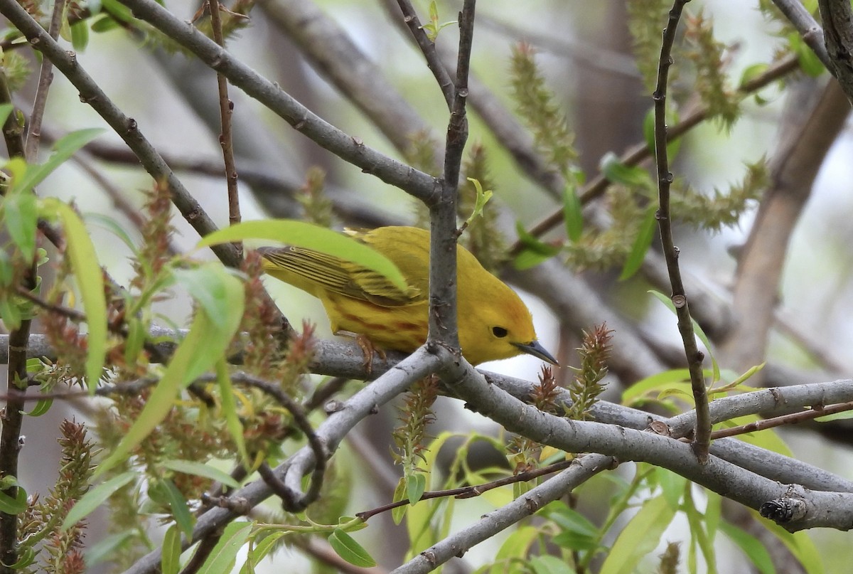 Yellow Warbler - ML619047089