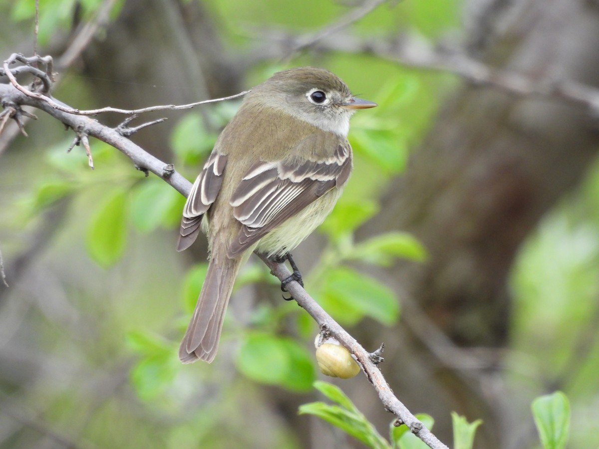 Least Flycatcher - ML619047123