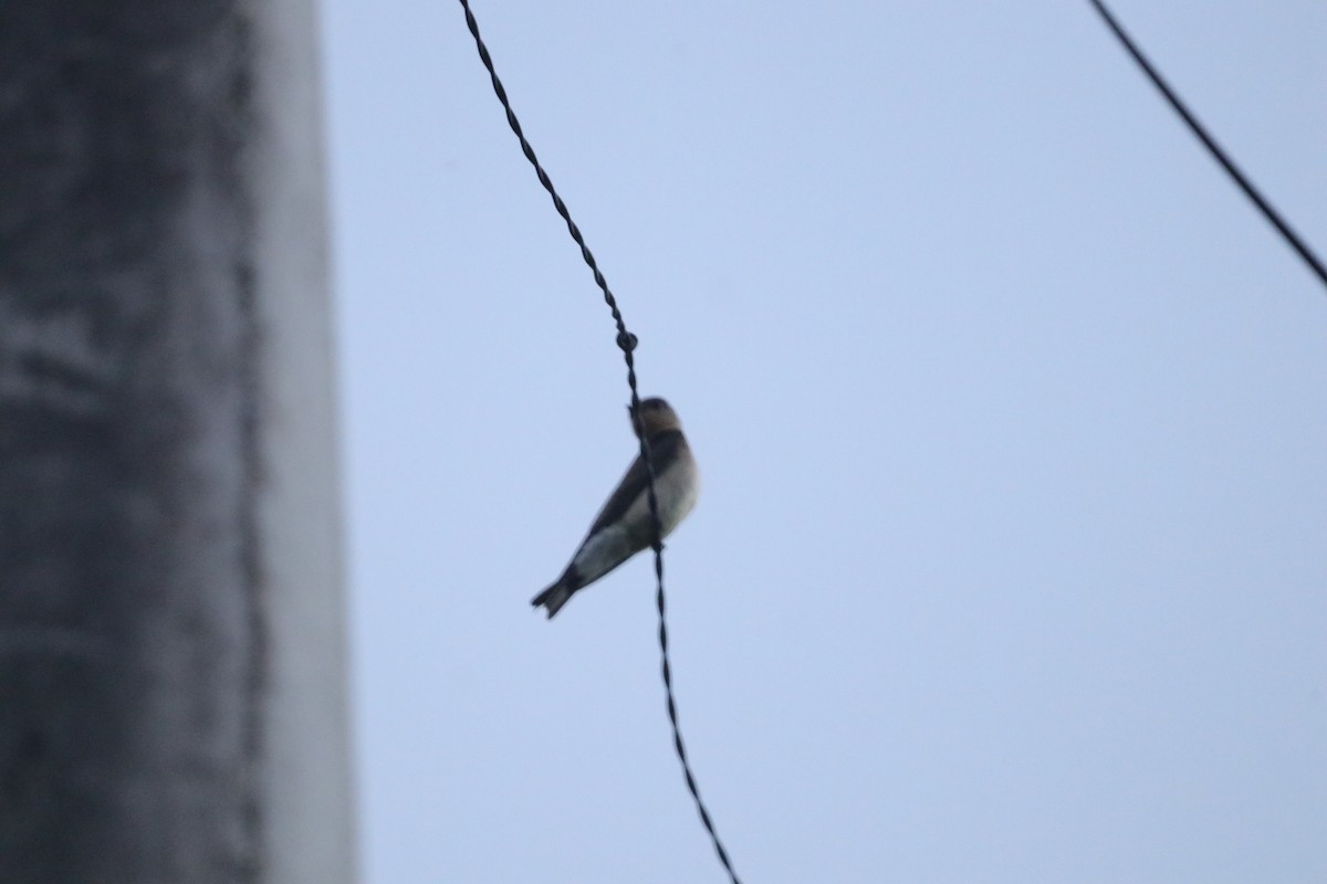 Southern Rough-winged Swallow - ML619047124