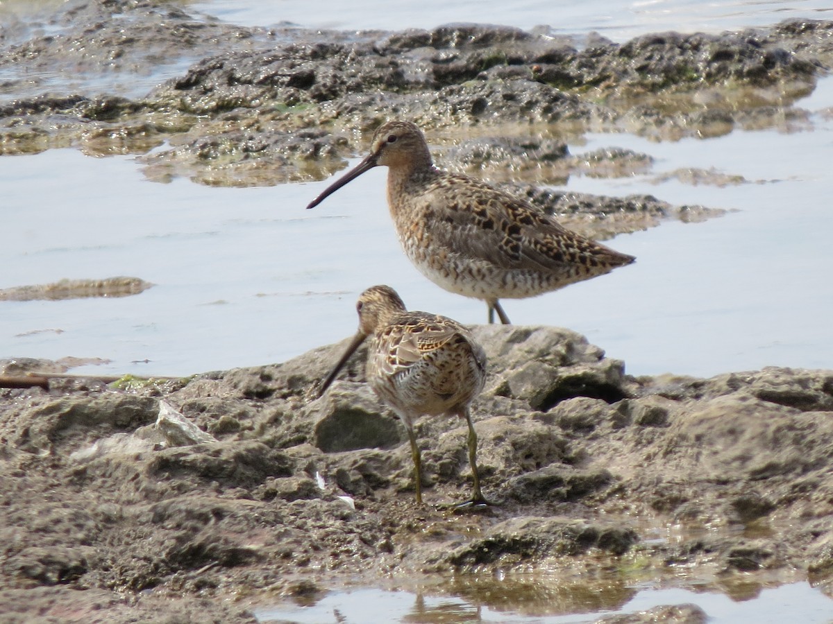 Short-billed Dowitcher - ML619047140