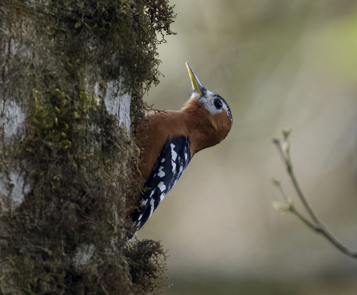 Rufous-bellied Woodpecker - Joseph Tobias