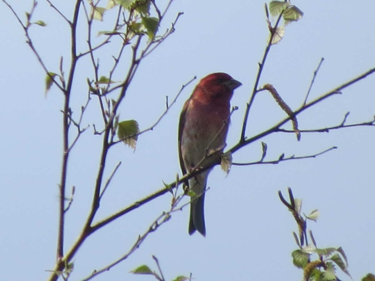 Purple Finch - Chris Floyd