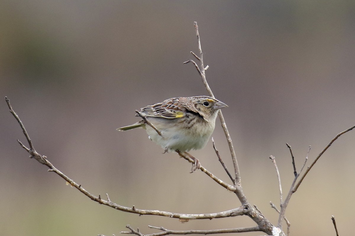 Grasshopper Sparrow - Nancy Villone