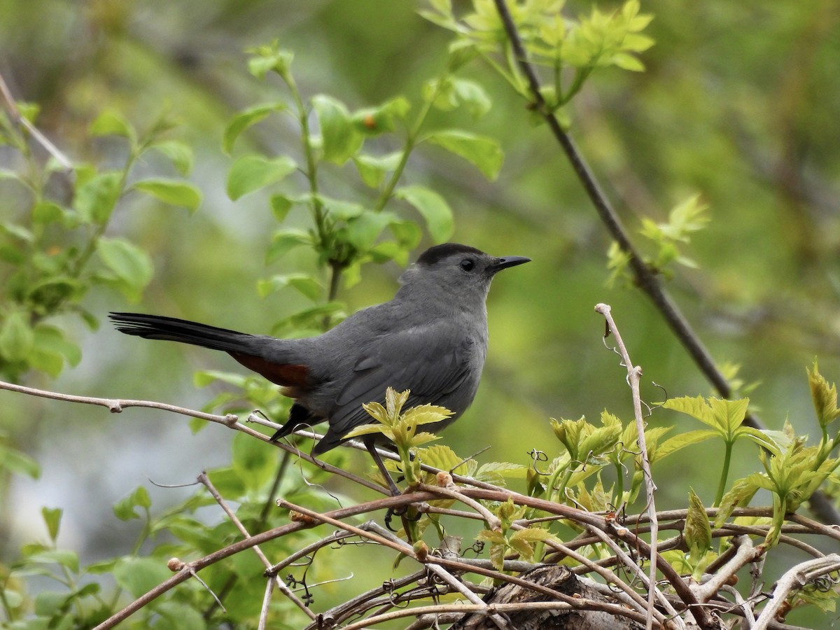 Gray Catbird - ML619047226