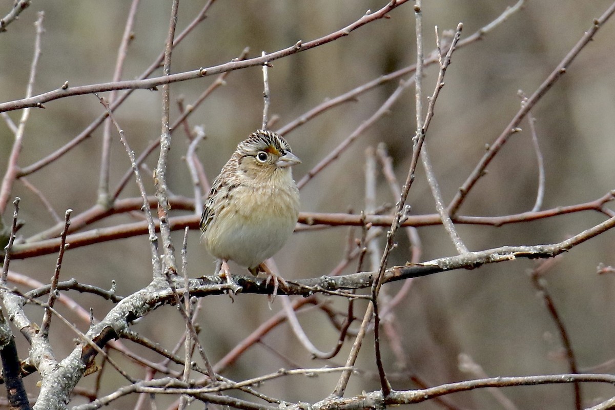 Grasshopper Sparrow - Nancy Villone