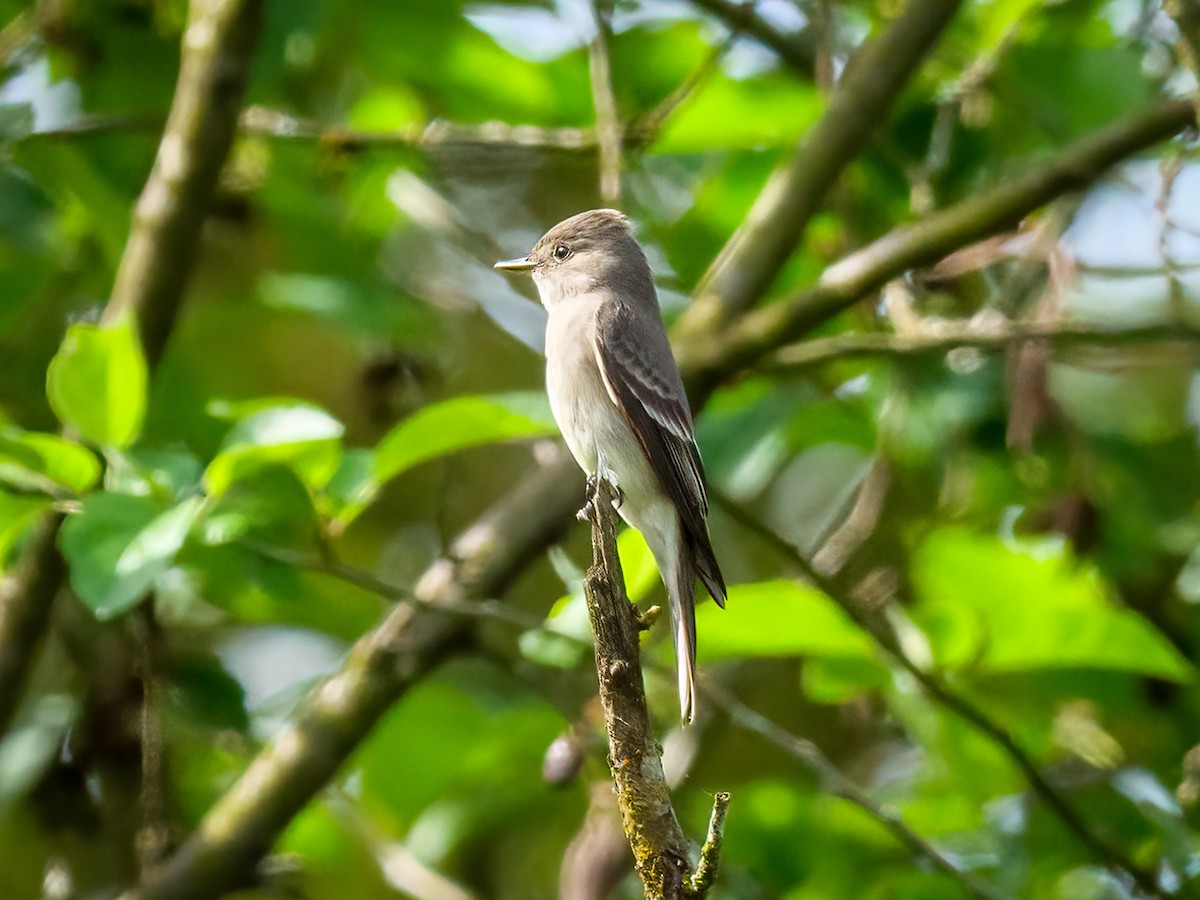 Western Wood-Pewee - ML619047261