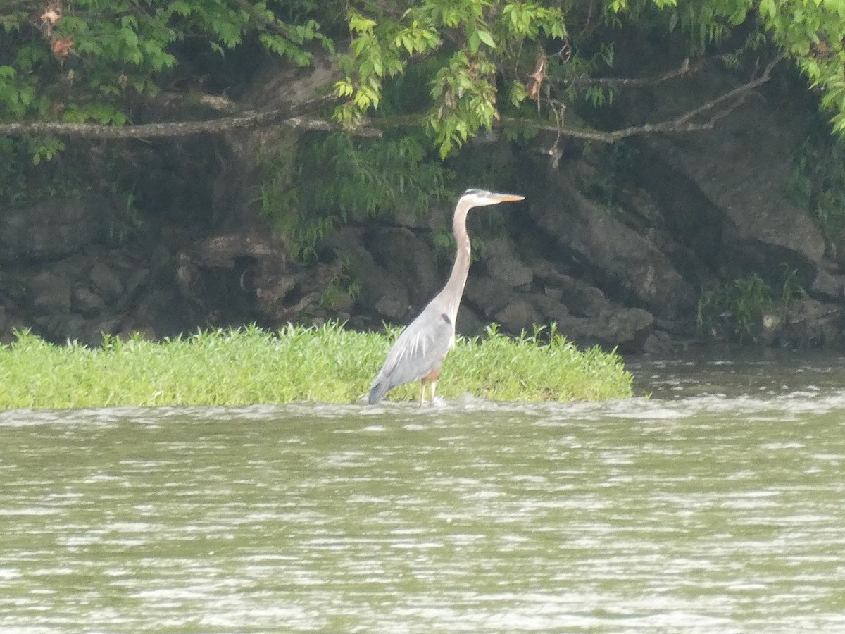 Great Blue Heron - ML619047284