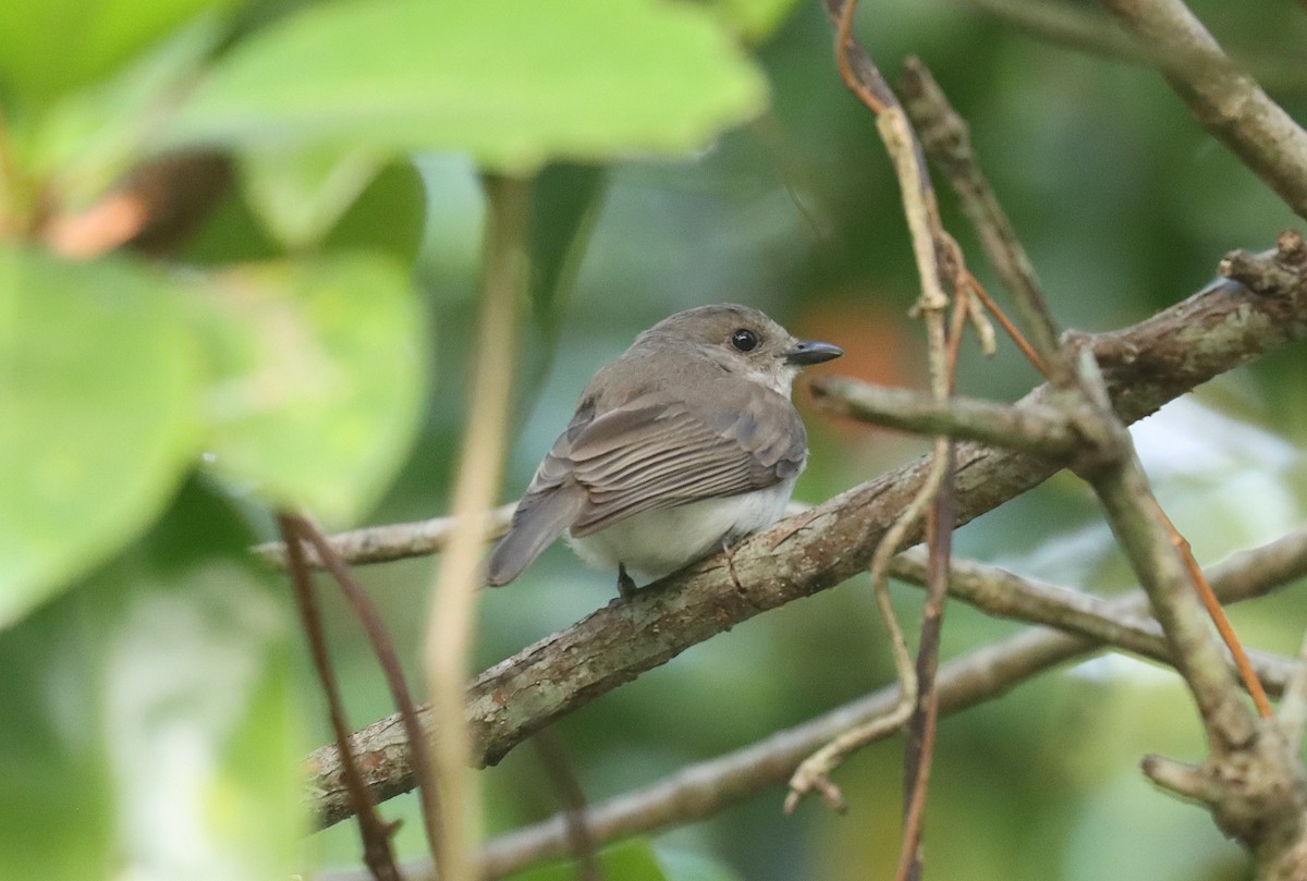 Mangrove Whistler - ML619047289