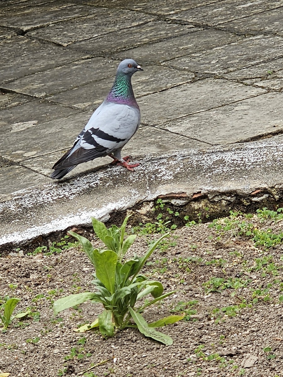 Rock Pigeon (Feral Pigeon) - ML619047292
