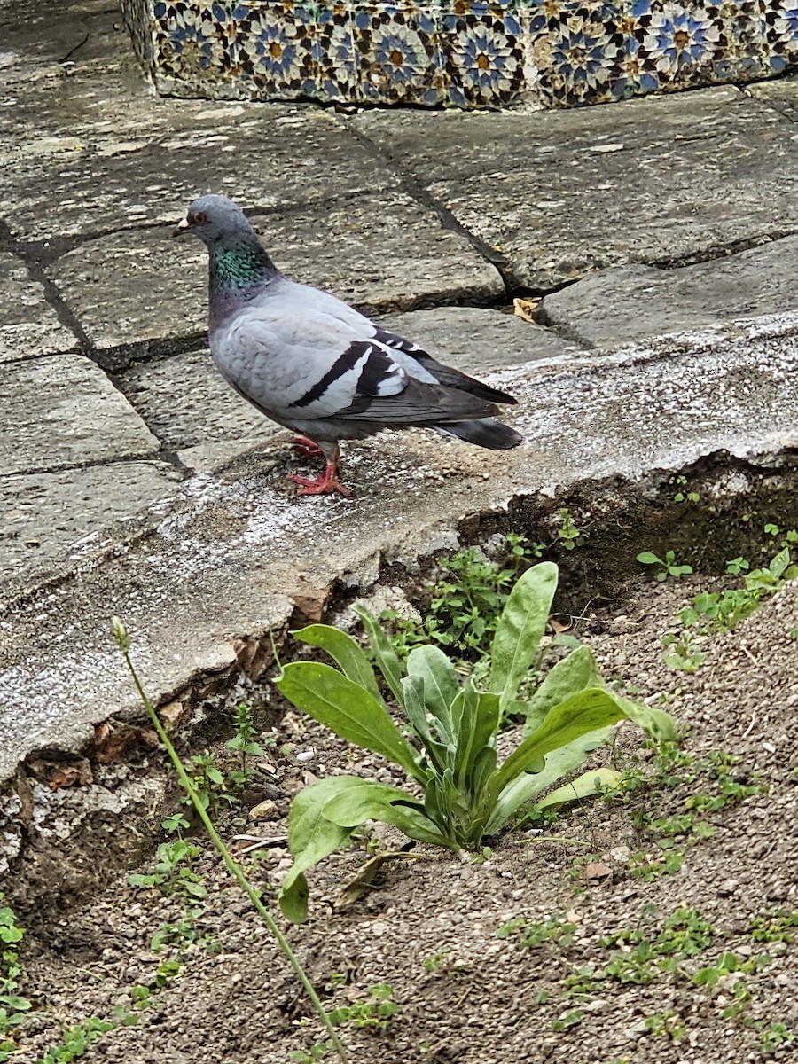 Rock Pigeon (Feral Pigeon) - ML619047295