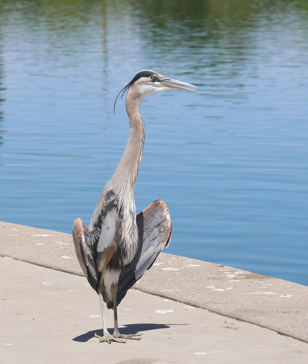 Great Blue Heron - Jill Casperson