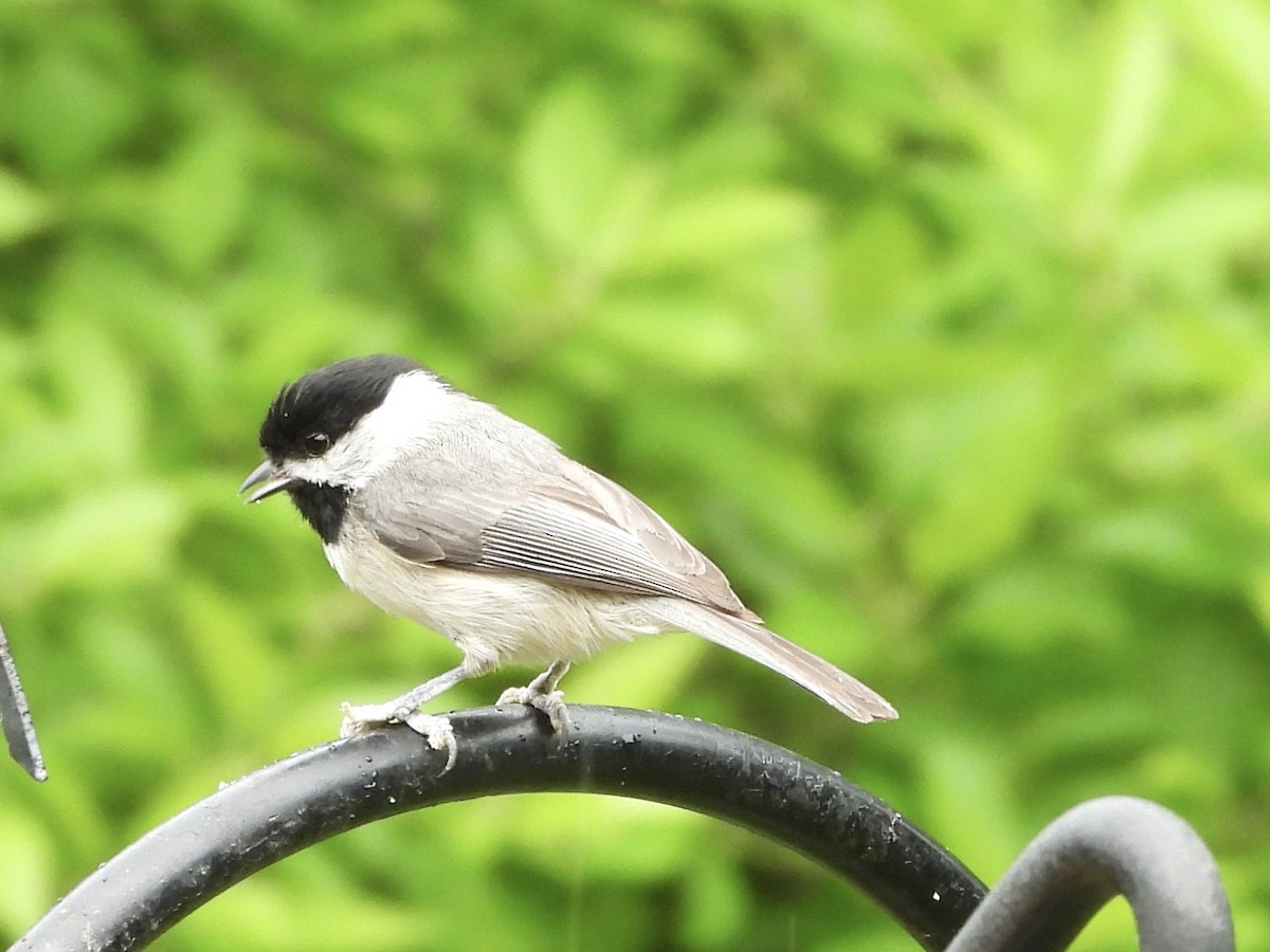 Carolina Chickadee - ML619047307