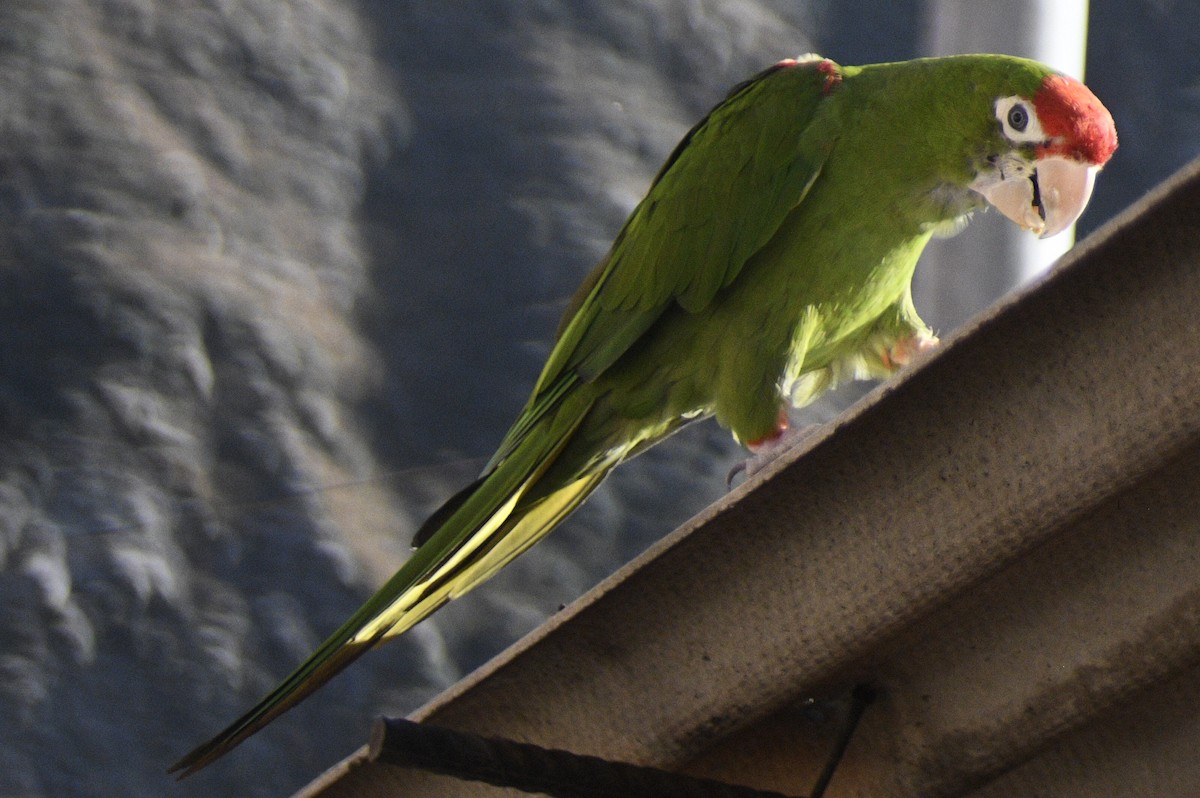 Cordilleran Parakeet - Santiago Bolarte