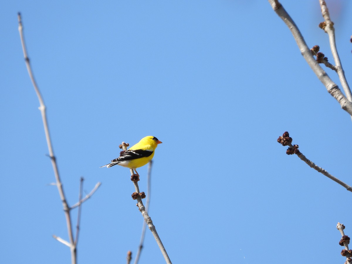 American Goldfinch - Daniel Raleigh