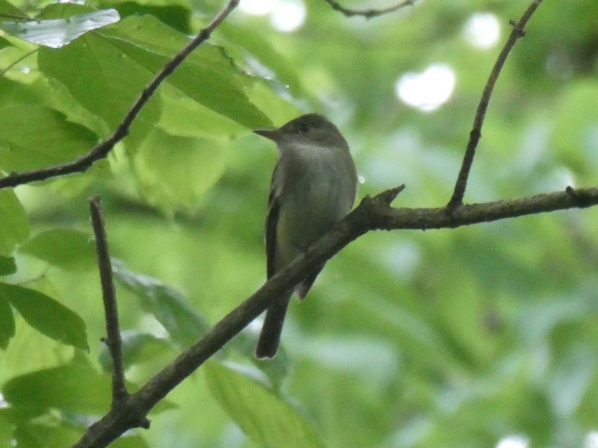 Acadian Flycatcher - ML619047312