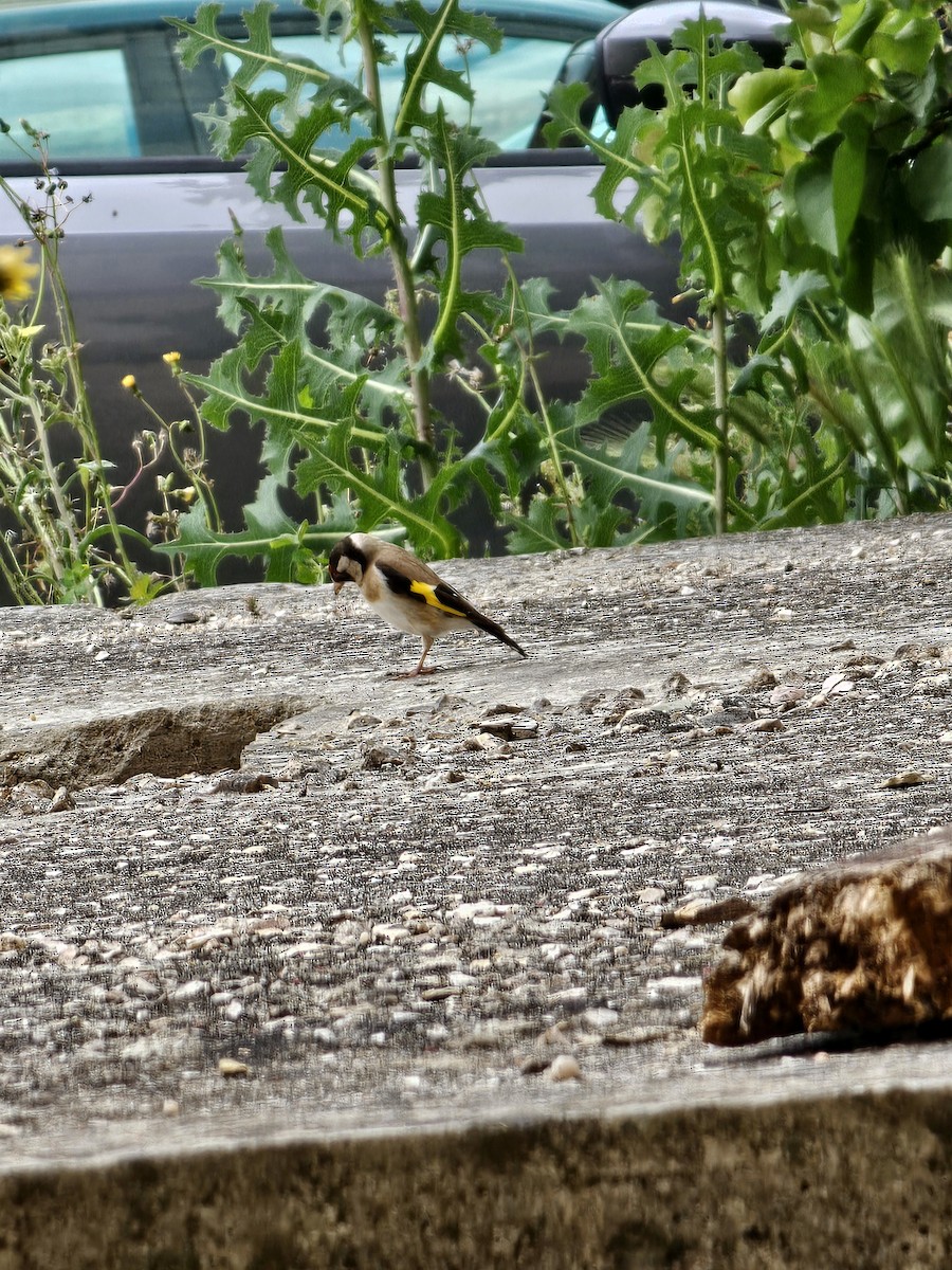 European Goldfinch - ML619047315