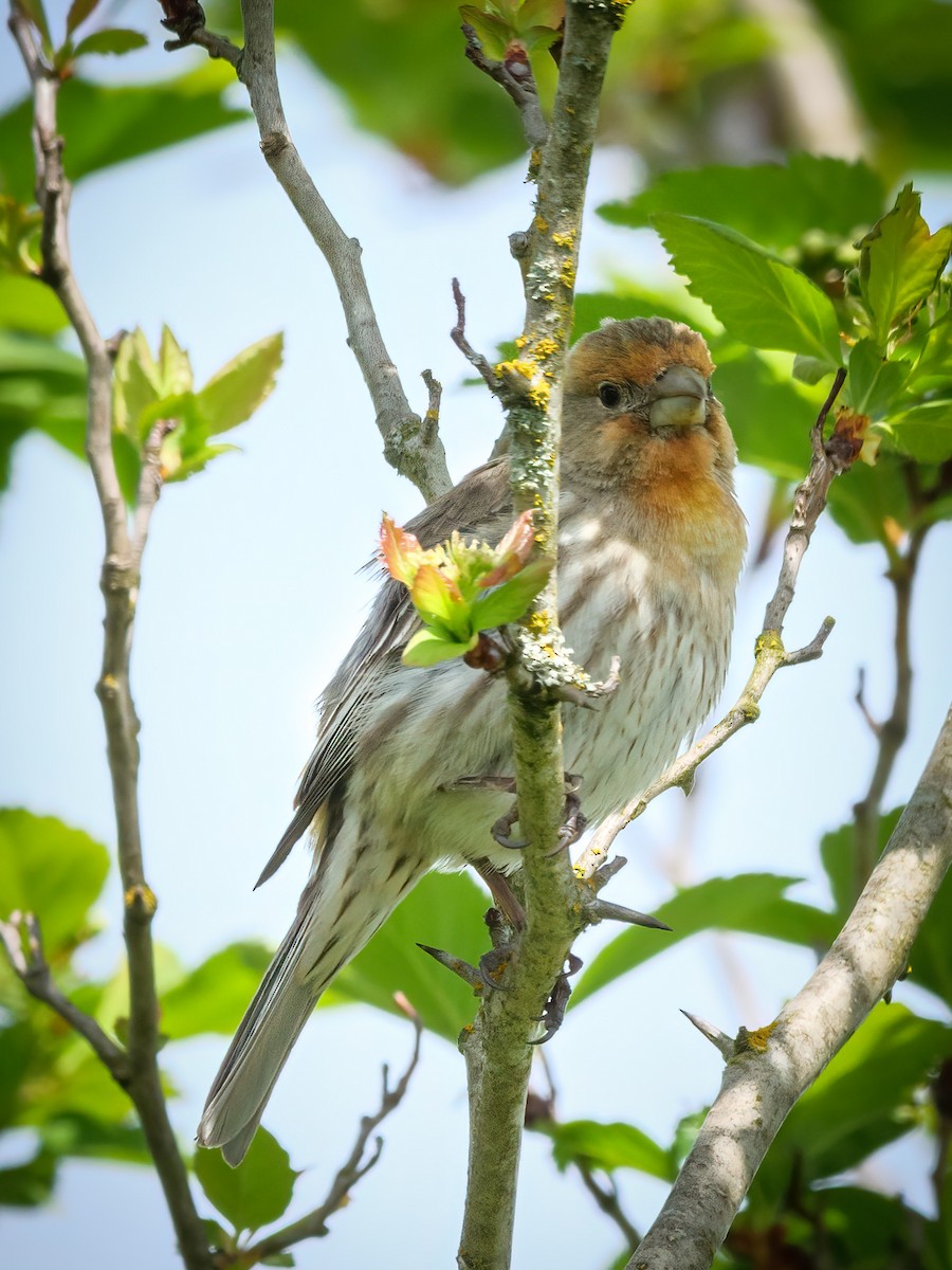 House Finch - ML619047318