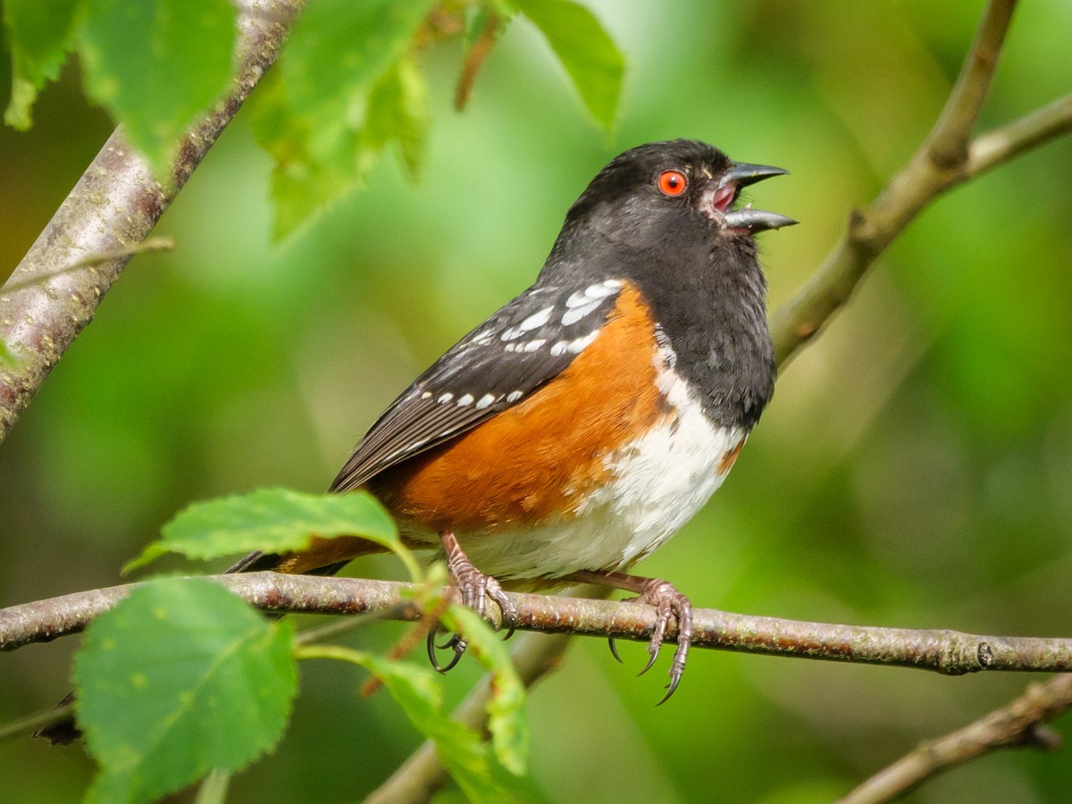 Spotted Towhee - ML619047333