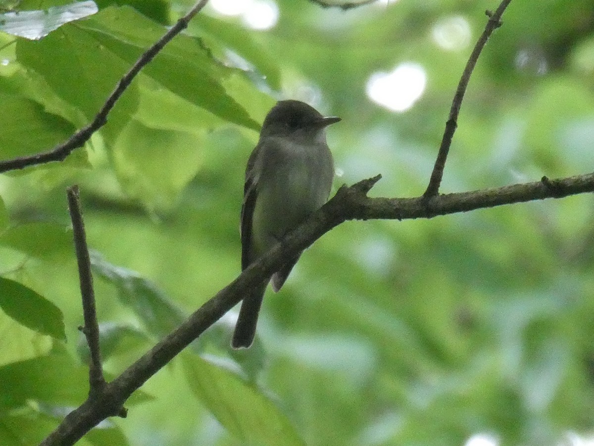 Acadian Flycatcher - ML619047334