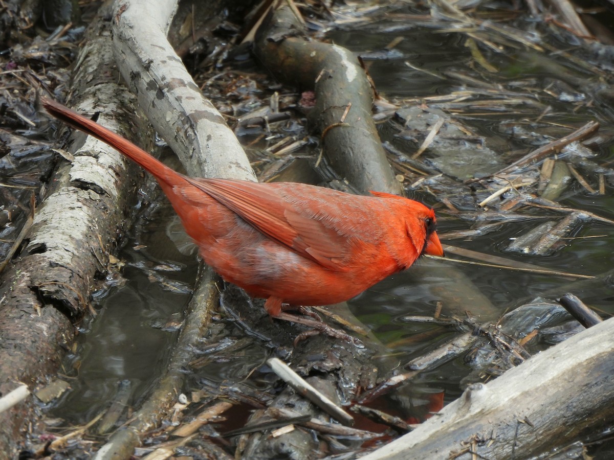 Northern Cardinal - Nathalie Ouellet