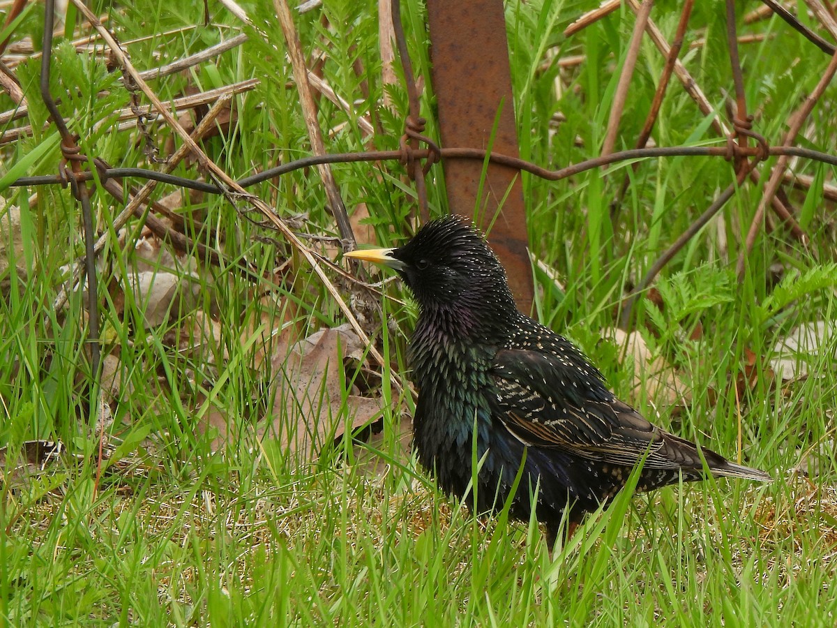 European Starling - Nathalie Ouellet