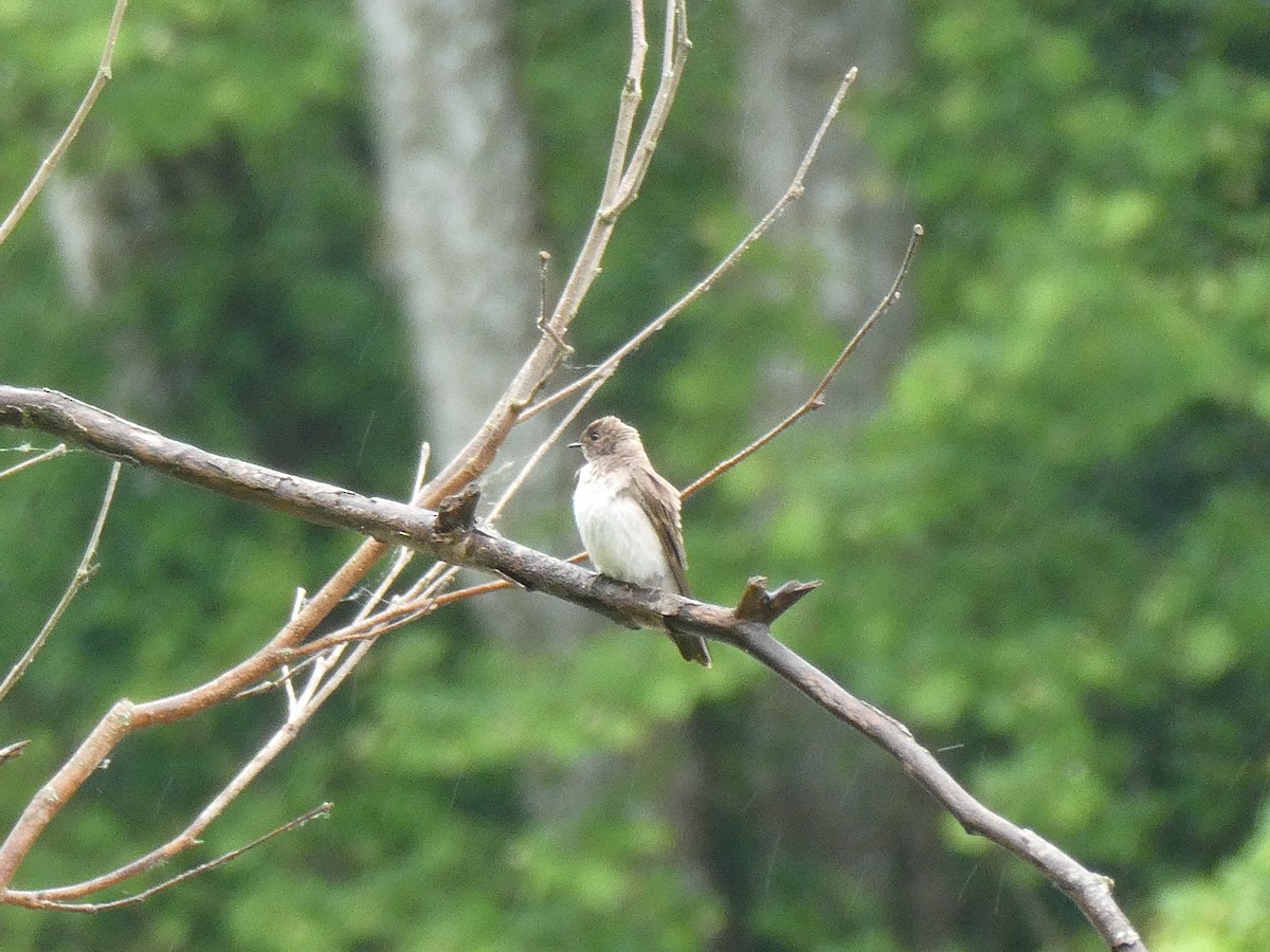 Northern Rough-winged Swallow - Rick Dunning