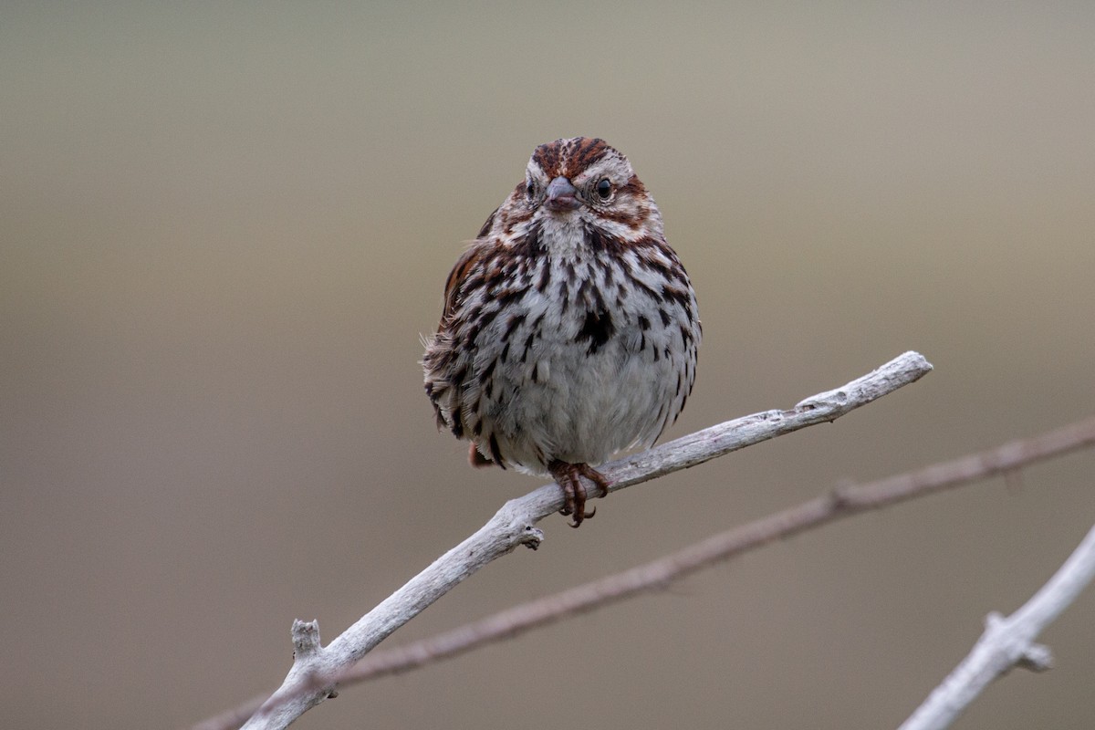 Song Sparrow - ML619047359