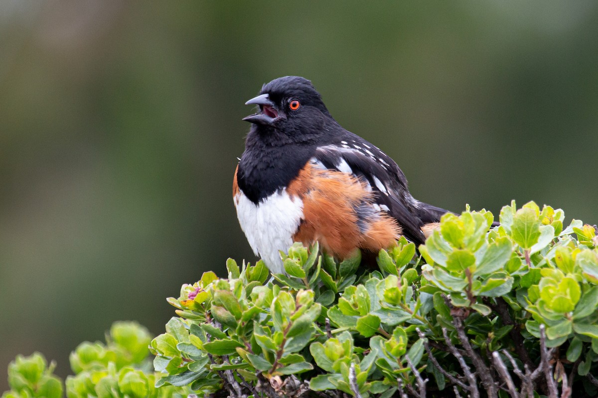 Spotted Towhee - Katie Sanborn