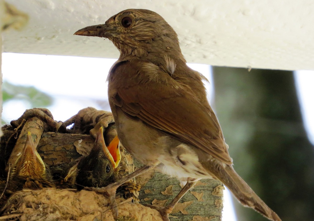 Pale-breasted Thrush - ML619047371