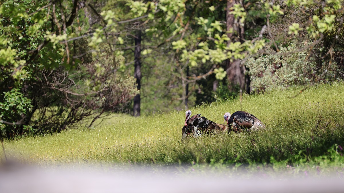 Wild Turkey - ML619047373