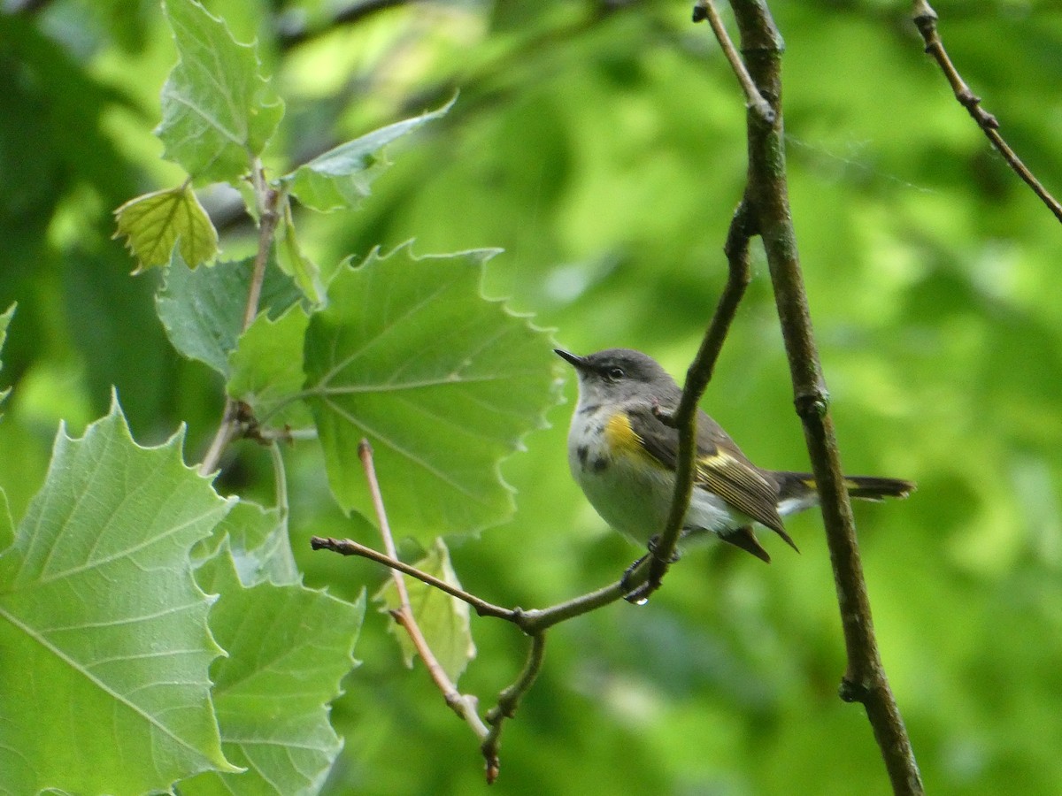 Rotschwanz-Waldsänger - ML619047376