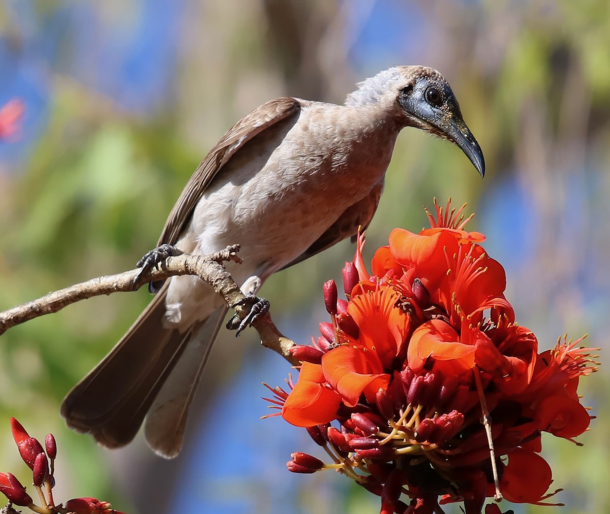 Little Friarbird - Constance Vigno