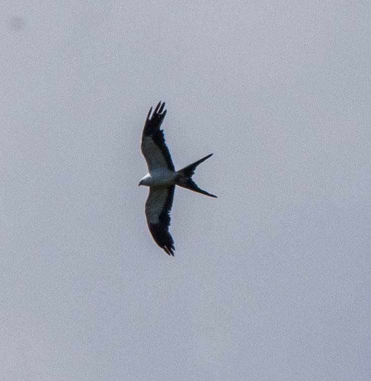 Swallow-tailed Kite - Richard Thunen