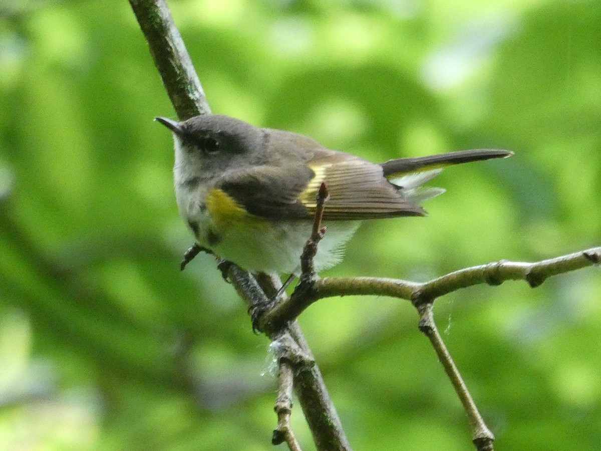 American Redstart - ML619047388