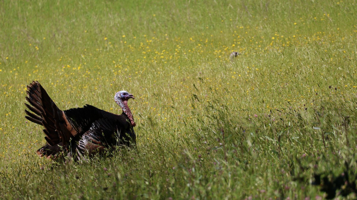 Wild Turkey - Daniel Gillingwater