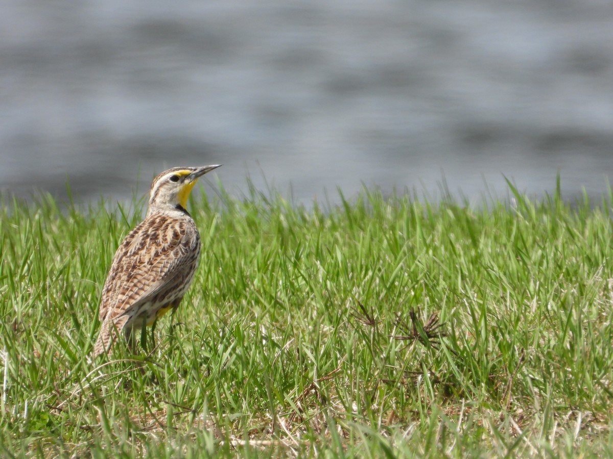 Western Meadowlark - Daniel Raleigh