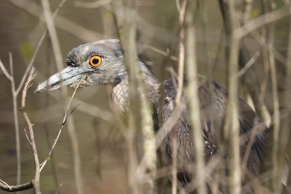 Yellow-crowned Night Heron - ML619047408